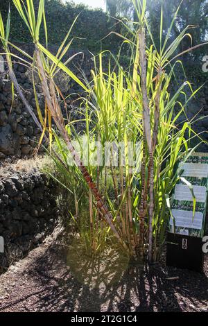 Güímar, Teneriffa, Comunidad Autonoma des Canarias, Spanien. Güímar Pyramiden. Der botanische Garten in der Gegend. Zuckerrohr. Stockfoto