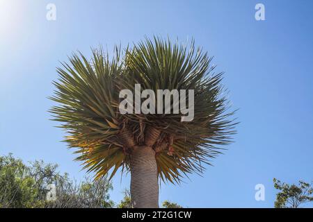 Güímar, Teneriffa, Comunidad Autonoma des Canarias, Spanien. Güímar Pyramiden. Der botanische Garten in der Gegend. Dracaena draco, der Kanarische Drachenbaum oder drago, ist ein subtropischer Baum der Gattung Dracaena, der auf den Kanarischen Inseln und Makaronesien beheimatet ist. Stockfoto