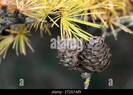 Lärchenbaumkegel und -Nadeln im Herbst, Hamsterley Forest, County Durham, Großbritannien Stockfoto