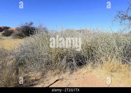 Damara Milk-Busch (Euphorbia damarana) ist ein giftiger saftiger Strauch, der in Namibia endemisch ist. Dieses Foto wurde in Spitzkoppe, Namibia, aufgenommen. Stockfoto