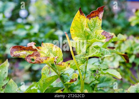 Phytophthora. Eine Krankheit, die die Blätter von Kartoffelpflanzen betrifft Stockfoto