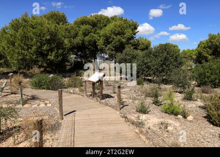 Torrevieja, Alicante, Spanien - 30. September 2023: Botanischer Garten mit aromatischen Pflanzen im Naturpark La Laguna Salada de la Mata y Torrevieja. Stockfoto