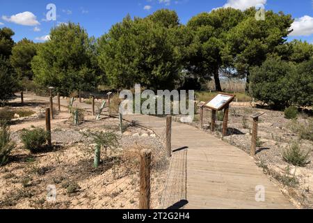 Torrevieja, Alicante, Spanien - 30. September 2023: Botanischer Garten mit aromatischen Pflanzen im Naturpark La Laguna Salada de la Mata y Torrevieja. Stockfoto