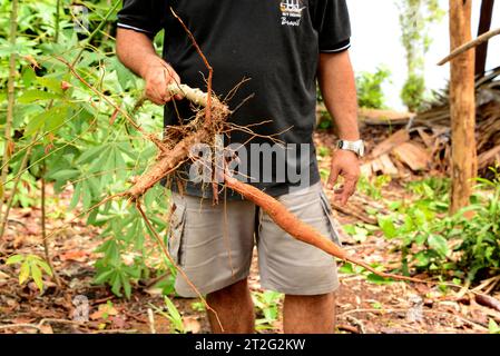 Yuca oder Maniok (Manihot esculenta) ist ein in Südamerika heimischer Strauch, der wegen seiner essbaren Tubersenwurzel weit verbreitet ist. Dieses Foto wurde aufgenommen Stockfoto