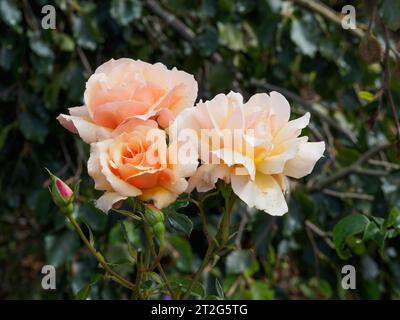 Rosa, Das Cheshire-Regiment Stockfoto