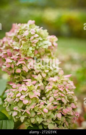 Großblättrige Hortensien der Endless Summer Sorte am Ende der Blüte im Oktober. Im Garten Stockfoto