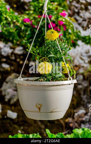 Weißer hängender Topf mit wunderschönen gelben Ringelblumen. Farbenfrohe Gartendekoration. Rosa Blumen auf der Wand im Hintergrund. Gartendekoration. Stockfoto