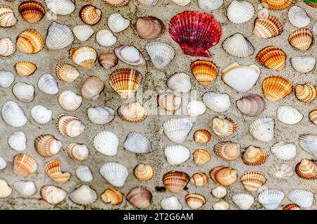 Lebendige Muschel-Wandkunst für Wohnkultur an der Küste. Stockfoto von farbenfrohen Schalen, die auf einer Wand angezeigt werden. Muscheln, die an einer Wand befestigt sind. Stockfoto