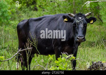 Ruhige Pastoralszene: Schwarzer Stier weidet auf der Wiese. Wunderschöner Black Bull, der in einer ruhigen Wiesen-Landschaft weidet. Grünes Gras im Hintergrund. Stockfoto