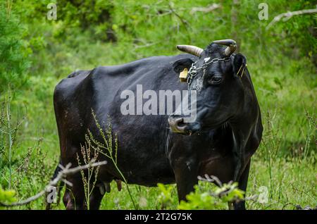 Ländliche Schönheit: Starker schwarzer Stier inmitten einer friedlichen Wiese. Grünes Gras im Hintergrund. Strofilia Forest Griechenland. Stockfoto