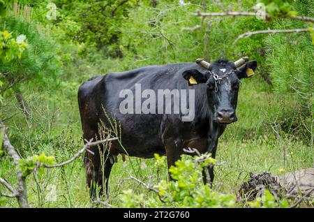 Schöner, starker Black Bull, der in einer ruhigen Wiesen-Landschaft weidet. Grünes Gras im Hintergrund. Strofilia Forest Griechenland. Stockfoto