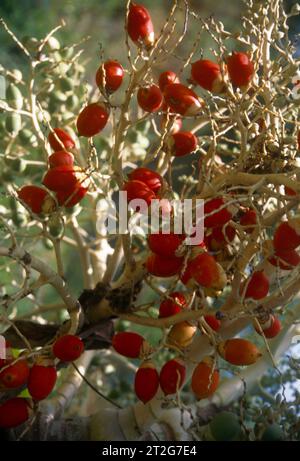 Betelnusspalme (Areca catechu) - Obst Stockfoto