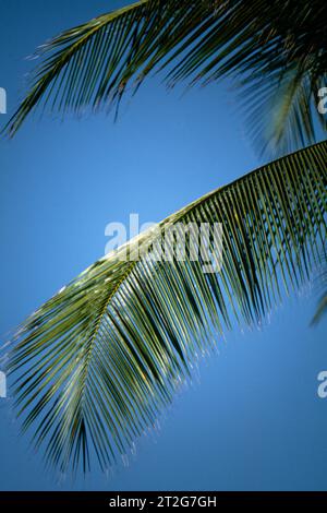 Nahaufnahme von Palm Leaf auf Palm Tree Tobago Stockfoto