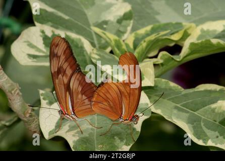 Zwei Orangen Julia Schmetterlinge alias Dryas iulia paaren sich auf Leaf in Indianapolis, USA Stockfoto