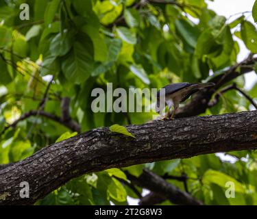 Ein Shikra, der Essen auf einem Baum hat Stockfoto