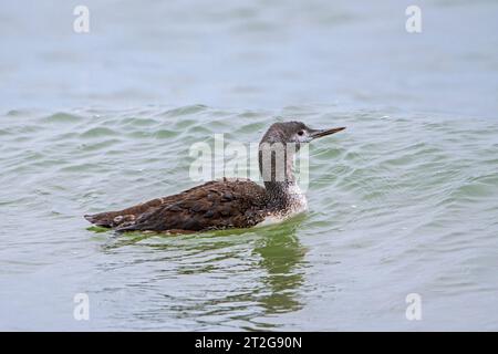 Rothauchentaucher / Rothauchentaucher (Gavia stellata) Jungtiere schwimmen im Meer entlang der Nordseeküste im Herbst / Herbst (Oktober) Stockfoto