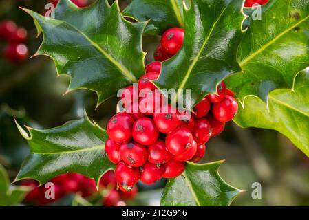 Gemeinsame stechpalme / Englische stechpalme / Europäische stechpalme / weihnachtsstechpalme (Ilex aquifolium) Nahaufnahme von immergrünen Blättern und roten Beeren / Drupes im Herbst Stockfoto