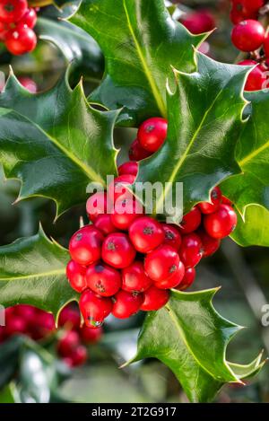 Gemeinsame stechpalme / Englische stechpalme / Europäische stechpalme / weihnachtsstechpalme (Ilex aquifolium) Nahaufnahme von immergrünen Blättern und roten Beeren / Drupes im Herbst Stockfoto