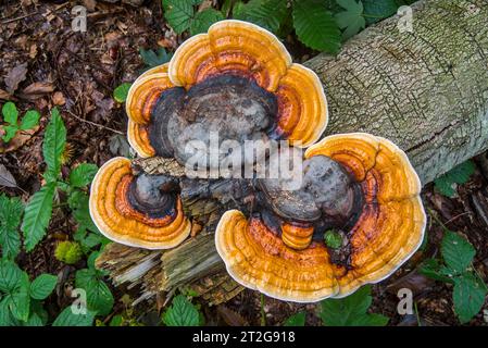 Rotgürtel-Konken/Braunfäule-Pilz/Rotbänderpolypore (Fomitopsis pinicola)-Stammpilze, die im Herbst/Herbst auf gefallenem Baumstamm in Holz wachsen Stockfoto