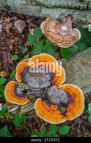 Rotgürtelpilze (Fomitopsis pinicola) und Birkenpolyporenpilze (Fomitopsis betulina), die im Herbst/Herbst auf umgefallenen Baumstämmen im Wald wachsen Stockfoto