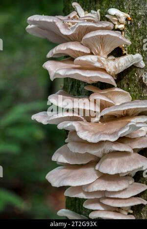 Indische Auster / italienische Auster / phönix-Pilze / Lungenausternpilze (Pleurotus pulmonarius) auf Laubbaumstamm im Wald im Herbst / Herbst Stockfoto