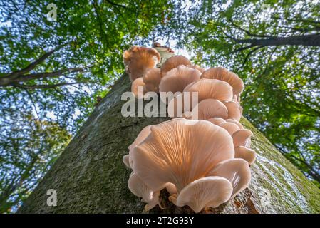 Indische Auster / italienische Auster / phönix-Pilze / Lungenausternpilze (Pleurotus pulmonarius) auf Laubbaumstamm im Wald im Herbst / Herbst Stockfoto