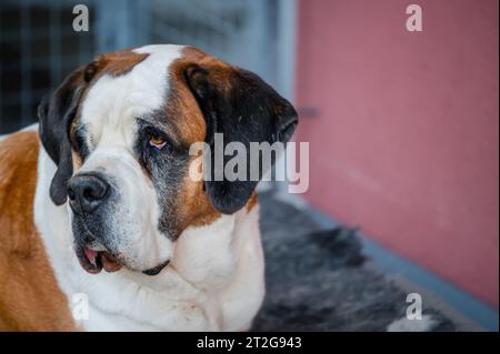 Porträt eines Hundes. Ein Bernhardiner Hund. St. Bernhard. Alpenspaniel in der Schweiz. Stockfoto