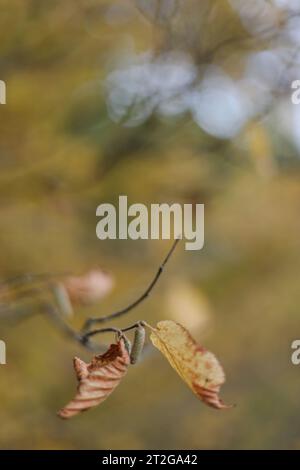 Einsames Blatt, das im Herbst am Baumzweig hängt. Herbststimmung, Herbstsaison, Postkarte, Tapete Stockfoto