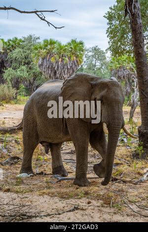 Elefanten in freier Wildbahn im Selous Game Reserve in Tansania Stockfoto