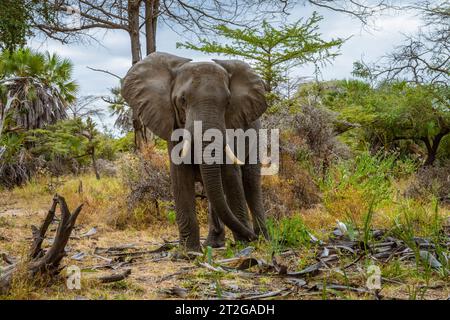 Elefanten in freier Wildbahn im Selous Game Reserve in Tansania Stockfoto