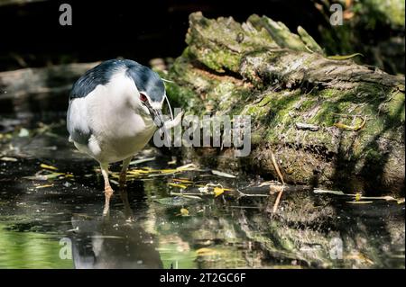 Der Schwarzkronen-Nachtreiher (Nycticorax nycticorax), oder Schwarzkappen-Nachtreiher in Eurasien, ist ein mittelgroßer Reiher. Stockfoto