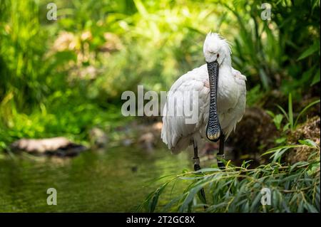 Der Eurasische Löffelschnabel (Platalea leucorodia) ist ein Watvogel der Ibis- und Löffelschnabelfamilie Threskiornithidae. Stockfoto