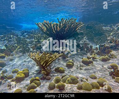 Elkhorn Coral, Acropora palmata, ist eine wichtige Riffkoralle in der Karibik. Stockfoto