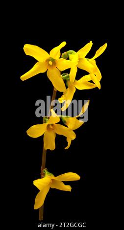 Gelbe Forsythia Blume blüht auf schwarzem Hintergrund. Stockfoto