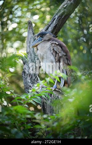 Die Hamerkop (Scopus umbretta) ist ein mittelgroßer Watvogel. Es ist die einzige lebende Art in der Gattung Scopus und der Familie Scopidae. Stockfoto