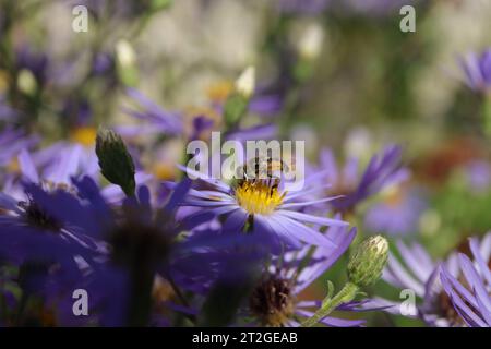 Eristalis arbustorum auf einer nicht identifizierten Blume oder Pflanze Stockfoto