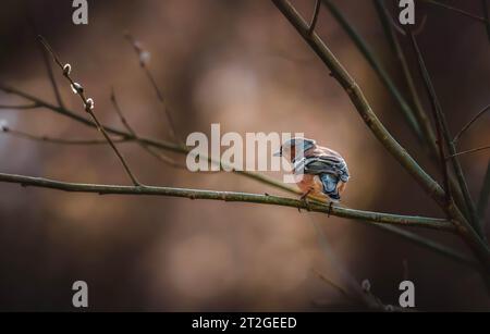 Dieses bezaubernde Bild zeigt einen Kaffinch auf einem herbstfarbenen Zweig, der die warme und gemütliche Atmosphäre im Wald einfängt. Stockfoto