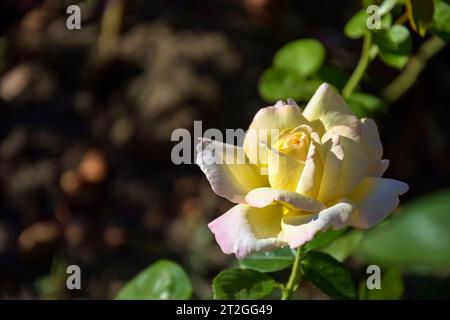 Wundervolle weiße Rosenblüte blüht auf dem Blumenbeet im Garten an sonnigen Sommertagen. Nahaufnahme. Kopierbereich. Selektiver Fokus. Stockfoto