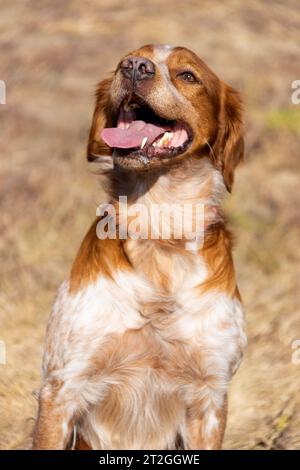 Brittany Epanel bretonisches Porträt eines Hundes in orange-weißen französischen farben, der mit der Zunge hängt und ruht, rennt, im Sommer auf dem Feld liegt. Britt Stockfoto