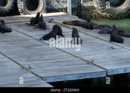 Große Gruppe von Kappelzrobben, auf Lateinisch, Arctocephalus pusillus pusillus, liegend und sonnig auf hölzernem Pier im Waterfront Revier in Kapstadt. Stockfoto