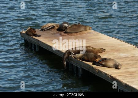 Gruppe von Kappelzrobben, Arctocephalus pusillus pusillus auf Lateinisch, liegend und sonnig auf hölzernem Pier im Hafengebiet von Kapstadt. Stockfoto