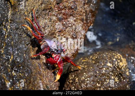 Atlantische Rote Felskrabbe (Grapsus adscensionis), Erwachsene Rote Krabbe, die auf einem Felsen klettert Stockfoto