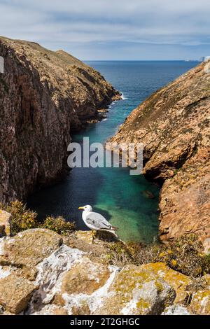 Die Möwe auf der Insel Berlenga Grande, Portugal Stockfoto