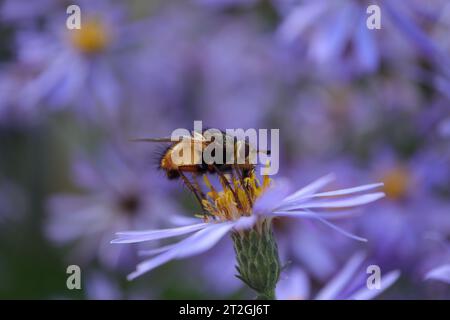 Tachinaire hérissonne (Tachina fera) Tachina fera an einer nicht identifizierten Blume oder Pflanze Stockfoto