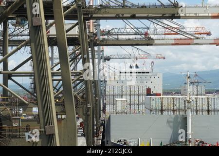 Containerschiffe, die vollständig mit weißen Kühlcontainern beladen sind, während des Frachtbetriebs mit Portalkränen, die von Stevedores betrieben werden. Stockfoto