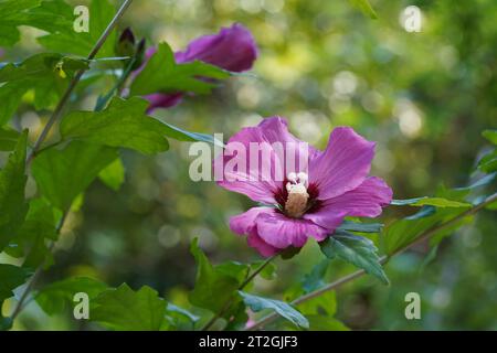 Blume im lateinischen hibiscus syricus, die zur Familie Malvaceae gehört. Auf dem Hintergrund sind Blätter und eine Knospe einer anderen Blume. Stockfoto