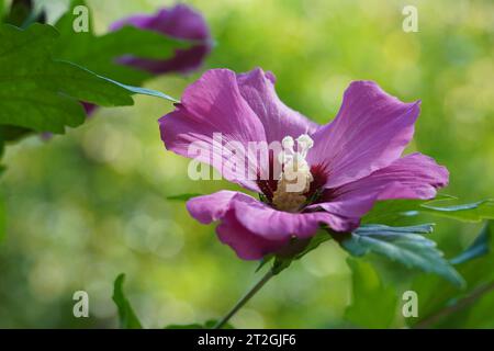 Blume im lateinischen hibiscus syricus, die zur Familie Malvaceae gehört. Auf dem Hintergrund sind Blätter und eine Knospe einer anderen Blume. Stockfoto