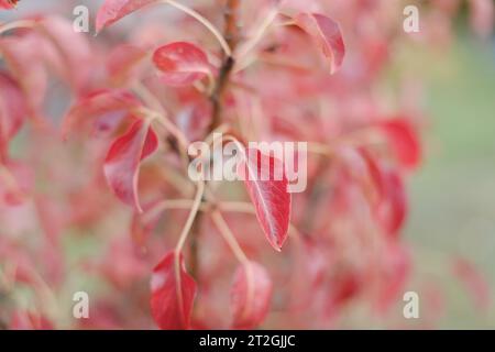 Roter Herbsthintergrund, farbiges rotes Laub, abstrakter Hintergrund. Leuchtende und kräftige Farben. Leaves-Muster. Natürliche Blattformen. Sturz Stockfoto