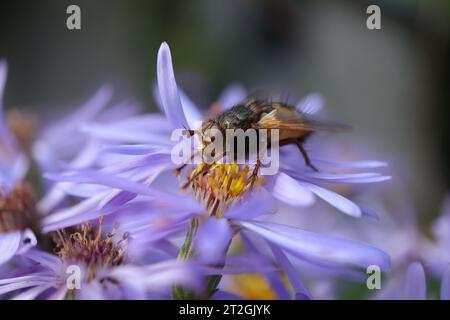 Tachinaire hérissonne (Tachina fera) Tachina fera an einer nicht identifizierten Blume oder Pflanze Stockfoto