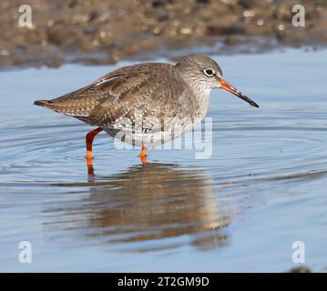 Ein gemeiner Rotschenkel (Tringa totanus), der in einem flachen Becken schwimmt und sich ernährt Stockfoto